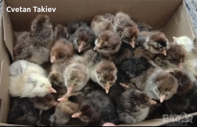 Катунски пилета три цвята, снимка 1