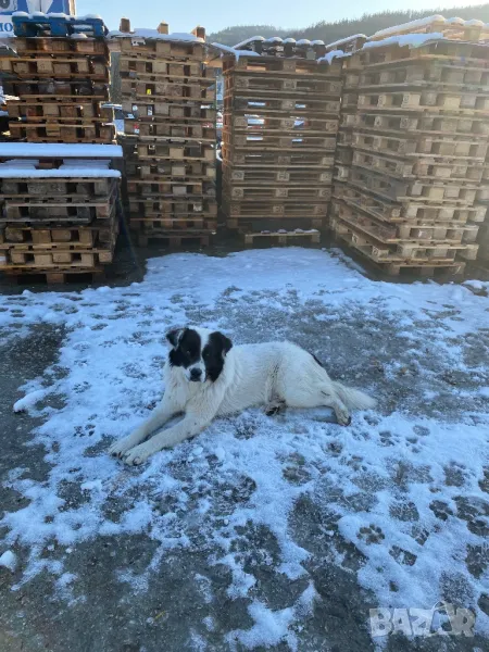 Палети, снимка 1