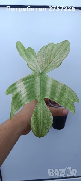 Philodendron florida ghost, снимка 1