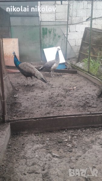 двойка пауни, снимка 1