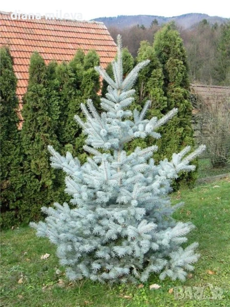 Сребрист смърч Едит, Picea pungens ‘Edith’, снимка 1