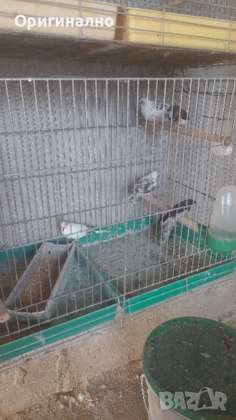 Шарени Диамантени гугутки , снимка 1