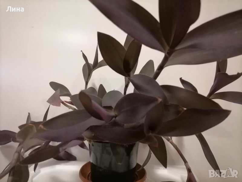 Традесканция /Tradescantia Pallida Purple Heart/, снимка 1