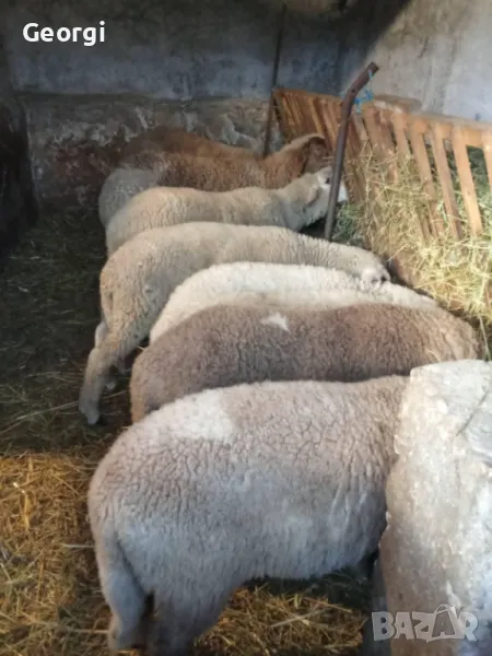 Продавам Агне, ШИЛЕШКО ЦЕЛОГОДИШНО гр. Пазарджик, снимка 1