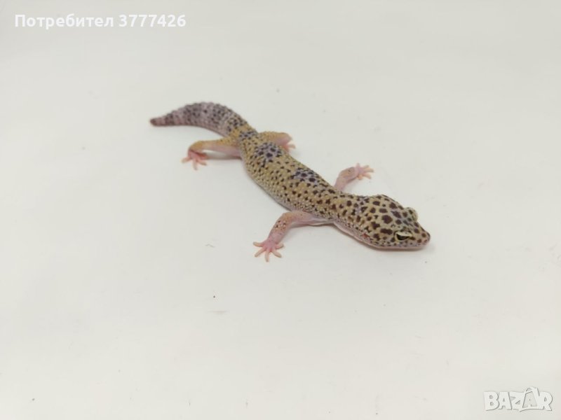 Женски Леопардови Гекони, снимка 1