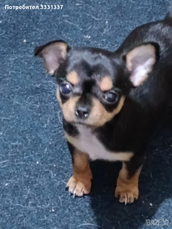 мини чихуахуа пинчер момиче , снимка 1