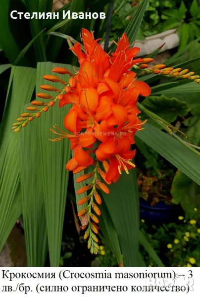 Крокосмия (Crocosmia masoniorum) – луковици, снимка 1