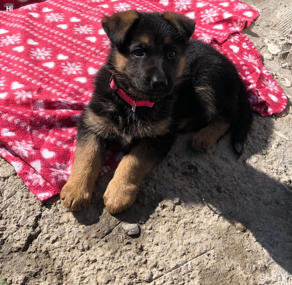 женска немска овчарка , снимка 1