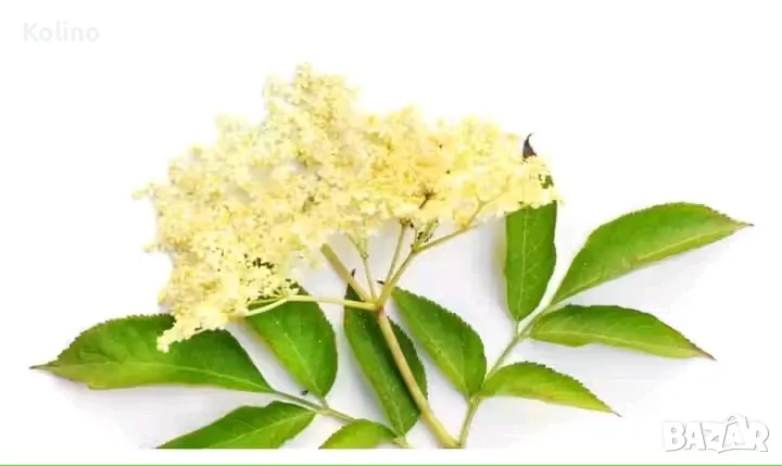 сироп от бял бъз концентрат , снимка 1