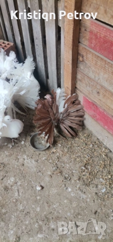 продавам фенерлии, снимка 3 - Гълъби - 52884902