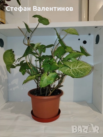 Сингониум , снимка 4 - Други - 52580297