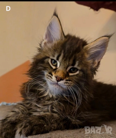 Уникални мейн куун дългокосмести котенца, снимка 8 - Мейн кун - 51780684