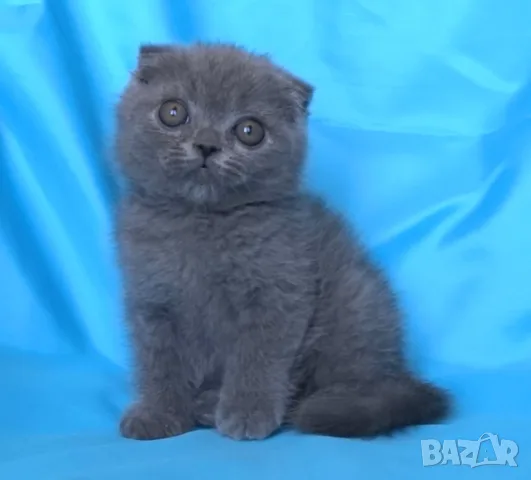 Шотландски клепоухи котенца, снимка 9 - Британска късокосместа - 56045647