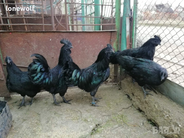 Петли от Аям Кемани и сребърен виандот