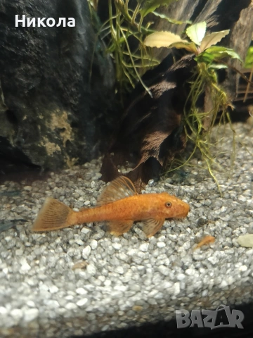 Декоративни скаридки Блу рили карбон и малки Анциструсчета!, снимка 6 - Рибки - 53771236