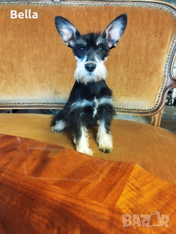 Мини Цверк шнауцер , снимка 5 - Други - 52592837
