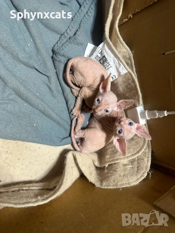 Котенца момичета и момчета канадски сфинкс
