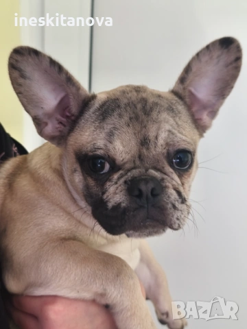 Френски булдог 4 месеца женски 