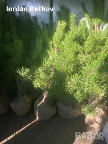 Бор, снимка 5 - Градински цветя и растения - 48089700