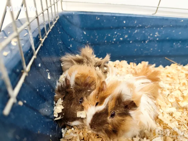 Морски свинчета , снимка 8 - Морски свинчета - 47800489