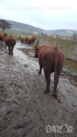 абардин, чистокръвен породист ,за разплод- перфектен, снимка 5 - Крави - 52189477