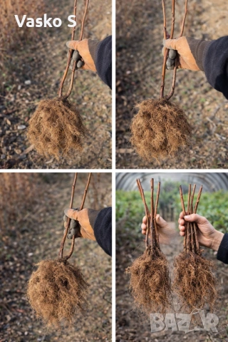 ягоди и малини – подбрани  🍓 ЯГОДИ: 0.30€ • Албион – целогодишен (ремонтантен) 