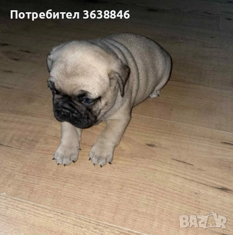 мопс, снимка 2 - Мопс - 52063086