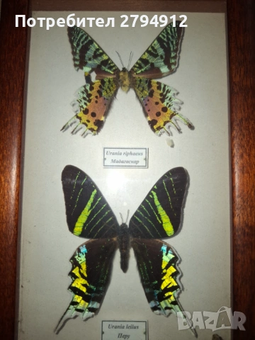Колекция пеперуди