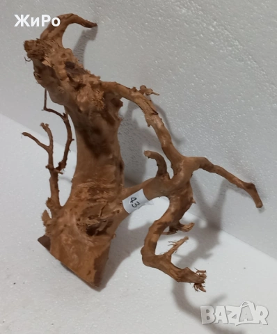 Корен от Азалия /декорация/ 43, снимка 3 - Други - 49874694