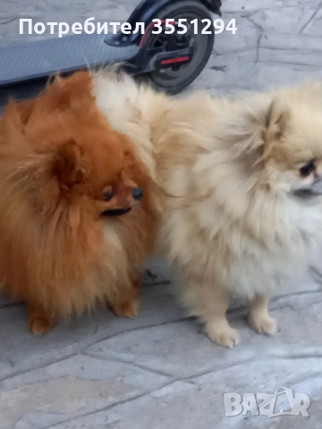 Померанче момиче , снимка 9 - Померан - 52733959