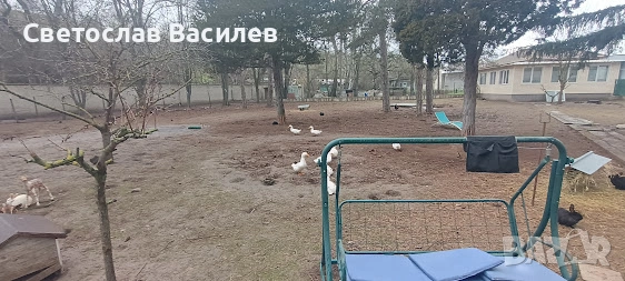 Продавам зайци, петли и патици за консумация + декоративно козле, снимка 8 - Кокошки и пуйки - 53028981