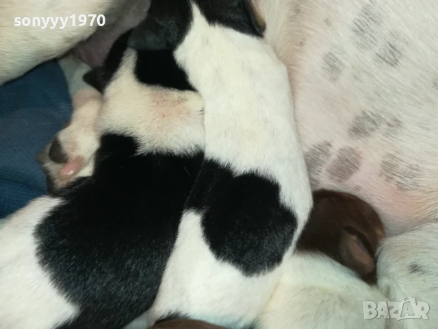 ДЖАК РЪСЕЛ-БЕБЕТА ПО 250ЛВ 1508251800, снимка 15 - Джак ръсел териер - 51378172