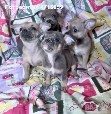 Игриви мъжки и женски кученца чихуахуа