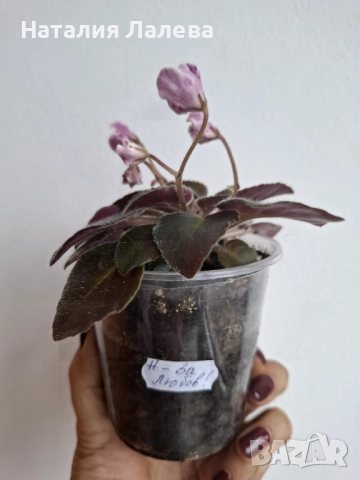 Мини сентполия, Н- за любовь!, снимка 3 - Стайни растения - 52328861