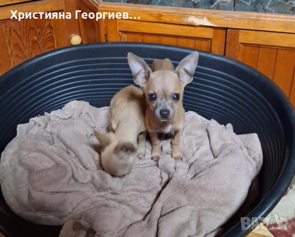 Очарователно женско Чихуахуа търси дом, снимка 3 - Чихуахуа - 52500762