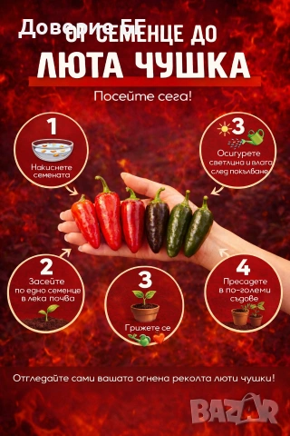 Семена от шестте най-лютите чушки на планетата : 1. Каролина Рийпър (Carolina Reaper) Средна лютивин, снимка 12 - Оранжерии - 31175677