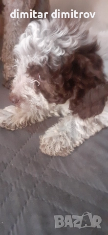 лагото романьоло , снимка 2 - Други - 52431390