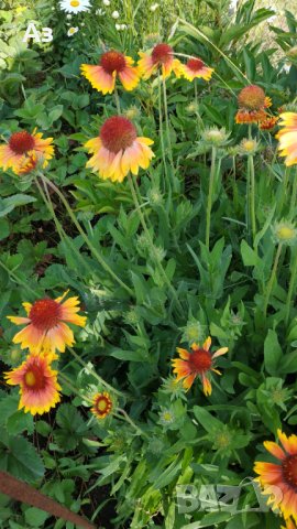 Продавам цветя Гайлардия - разсад (корен с издънки и стъбло), снимка 18 - Градински цветя и растения - 26029276