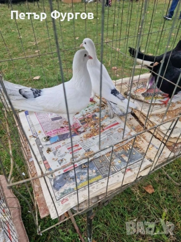 Продавам 2чифта   бемкалии и2 женски, снимка 3 - Гълъби - 52342581