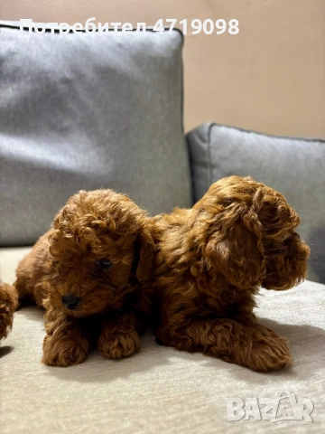 Той Пуделчета, снимка 4 - Пудели - 53223438