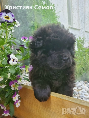 Чистокръвни Чау Чау , снимка 3 - Чау Чау - 53014484