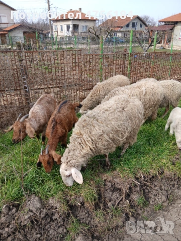 Продавам овце с малки агнета