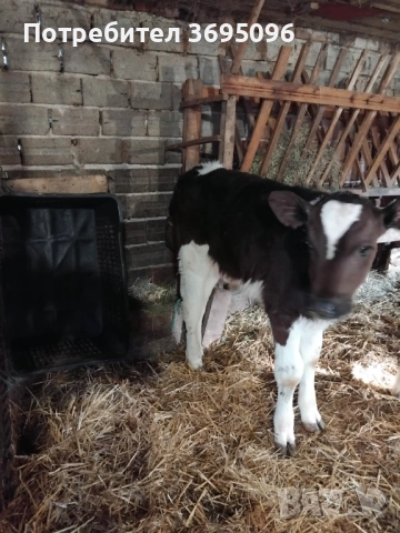 мъжки телета по 500 лв , снимка 4 - Крави - 52824763
