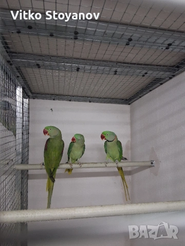 Голям Александър/Китайски Александър