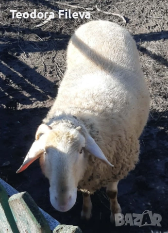 Продавам коч, снимка 6 - Овце - 53257900