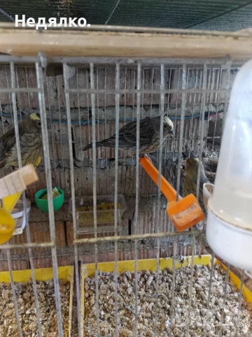 Канарчета лизард .2026, снимка 2 - Канари - 50624171