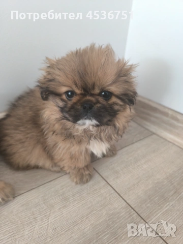 Продавам мъжки и женски пекинез , снимка 2 - Пекинез - 53483488