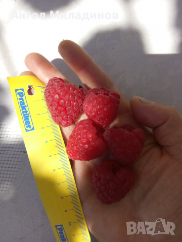 малини, снимка 5 - Разсади - 36253043