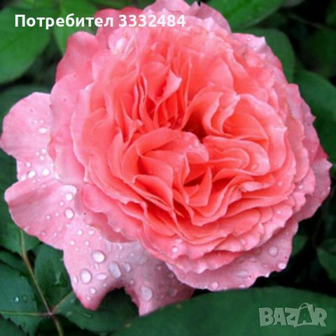 Роза 6 в Градински цветя и растения в гр. Хасково - ID41780219 | Bazar.bg