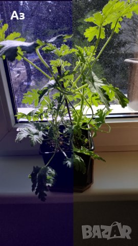 Продавам цветя Индрише (български сорт), снимка 18 - Стайни растения - 35600076